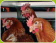 image poule